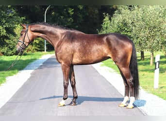 Hannoveriano, Caballo castrado, 4 años, 172 cm, Castaño oscuro