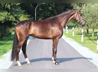 Hannoveriano, Caballo castrado, 4 años, 172 cm, Castaño oscuro