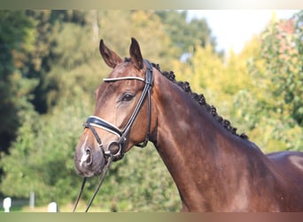 Hannoveriano, Caballo castrado, 4 años, 172 cm, Castaño oscuro