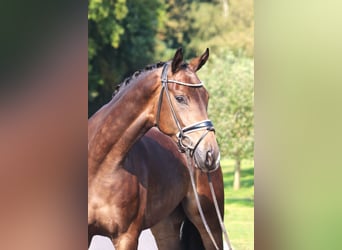 Hannoveriano, Caballo castrado, 4 años, 172 cm, Castaño oscuro