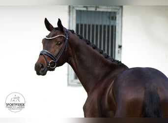 Hannoveriano, Caballo castrado, 4 años, 172 cm, Castaño oscuro