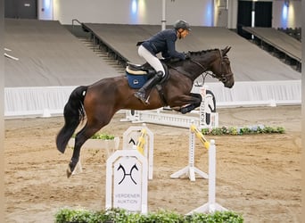 Hannoveriano, Caballo castrado, 4 años, 172 cm, Castaño oscuro