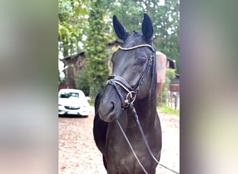 Hannoveriano, Caballo castrado, 4 años, 172 cm, Negro