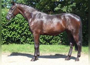 Hannoveriano, Caballo castrado, 4 años, 172 cm, Negro