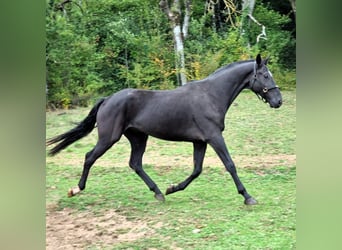 Hannoveriano, Caballo castrado, 4 años, 172 cm, Negro