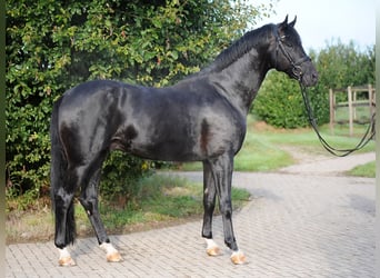 Hannoveriano, Caballo castrado, 4 años, 172 cm, Negro