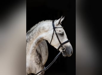 Hannoveriano, Caballo castrado, 4 años, 172 cm, Tordo