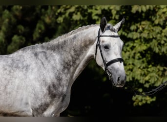Hannoveriano, Caballo castrado, 4 años, 172 cm, Tordo