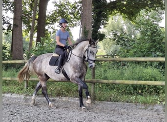 Hannoveriano, Caballo castrado, 4 años, 172 cm, Tordo rodado