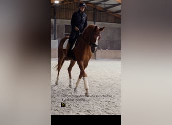 Hannoveriano, Caballo castrado, 4 años, 173 cm, Alazán-tostado
