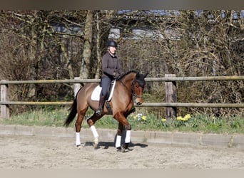 Hannoveriano, Caballo castrado, 4 años, 173 cm, Castaño