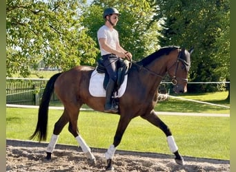 Hannoveriano, Caballo castrado, 4 años, 173 cm, Castaño