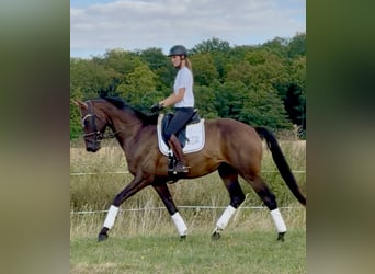Hannoveriano, Caballo castrado, 4 años, 173 cm, Castaño