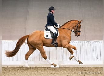 Hannoveriano, Caballo castrado, 4 años, 173 cm, Castaño