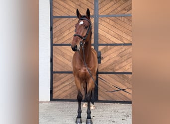 Hannoveriano, Caballo castrado, 4 años, 173 cm, Castaño