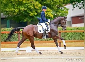 Hannoveriano, Caballo castrado, 4 años, 173 cm, Negro