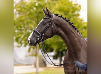 Hannoveriano, Caballo castrado, 4 años, 173 cm, Negro