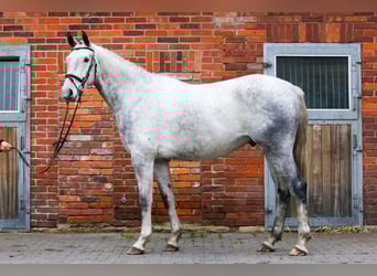 Hannoveriano, Caballo castrado, 4 años, 173 cm, Tordo