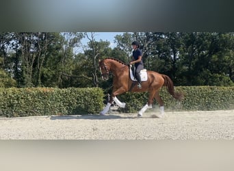 Hannoveriano, Caballo castrado, 4 años, 174 cm, Alazán