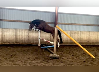 Hannoveriano, Caballo castrado, 4 años, 174 cm, Castaño