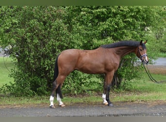 Hannoveriano, Caballo castrado, 4 años, 174 cm, Castaño