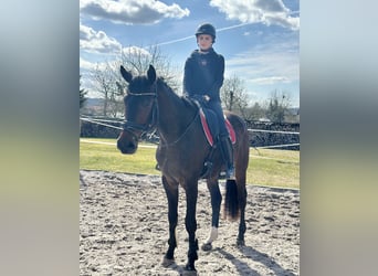 Hannoveriano, Caballo castrado, 4 años, 174 cm, Castaño