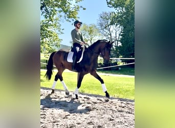 Hannoveriano, Caballo castrado, 4 años, 174 cm, Castaño
