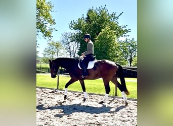 Hannoveriano, Caballo castrado, 4 años, 174 cm, Castaño