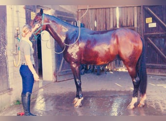 Hannoveriano, Caballo castrado, 4 años, 174 cm, Castaño