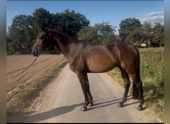 Hannoveriano, Caballo castrado, 4 años, 174 cm, Castaño oscuro