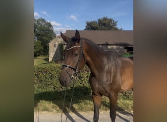 Hannoveriano, Caballo castrado, 4 años, 174 cm, Castaño oscuro
