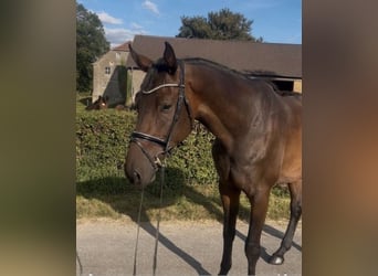 Hannoveriano, Caballo castrado, 4 años, 174 cm, Castaño oscuro