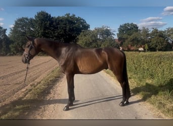 Hannoveriano, Caballo castrado, 4 años, 174 cm, Castaño oscuro