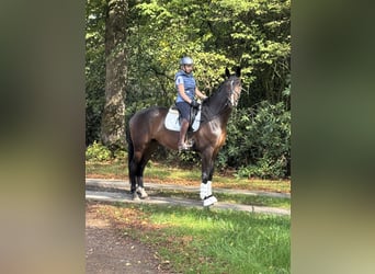 Hannoveriano, Caballo castrado, 4 años, 174 cm, Castaño oscuro