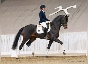 Hannoveriano, Caballo castrado, 4 años, 174 cm, Castaño oscuro