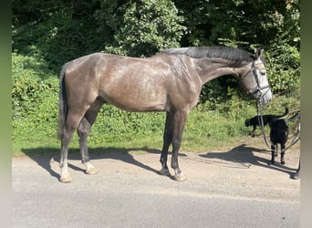 Hannoveriano, Caballo castrado, 4 años, 174 cm, Tordo rodado