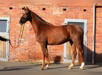 Hannoveriano, Caballo castrado, 4 años, 175 cm, Alazán