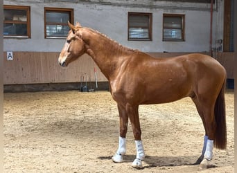 Hannoveriano, Caballo castrado, 4 años, 175 cm, Alazán