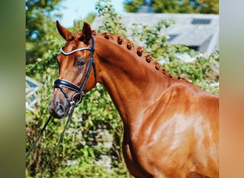 Hannoveriano, Caballo castrado, 4 años, 175 cm, Alazán