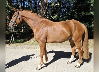 Hannoveriano, Caballo castrado, 4 años, 175 cm, Alazán