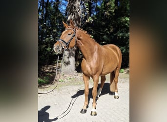 Hannoveriano, Caballo castrado, 4 años, 175 cm, Alazán