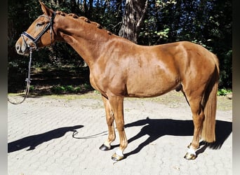 Hannoveriano, Caballo castrado, 4 años, 175 cm, Alazán