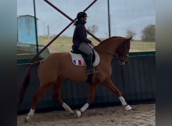 Hannoveriano, Caballo castrado, 4 años, 175 cm, Alazán