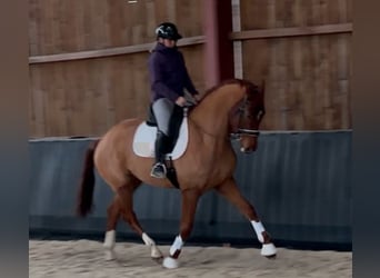 Hannoveriano, Caballo castrado, 4 años, 175 cm, Alazán