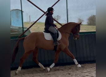 Hannoveriano, Caballo castrado, 4 años, 175 cm, Alazán