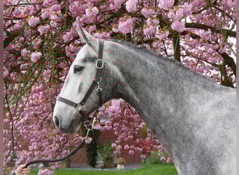 Hannoveriano, Caballo castrado, 4 años, 175 cm