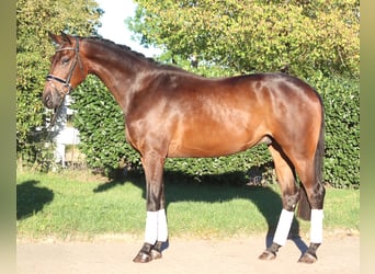 Hannoveriano, Caballo castrado, 4 años, 175 cm, Castaño