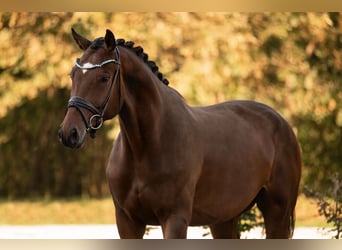 Hannoveriano, Caballo castrado, 4 años, 175 cm, Castaño