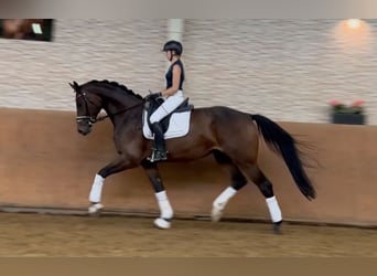 Hannoveriano, Caballo castrado, 4 años, 175 cm, Castaño
