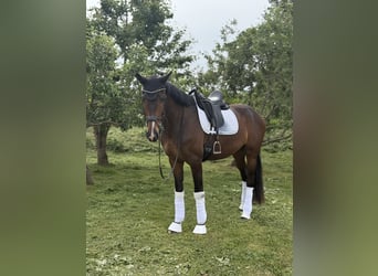 Hannoveriano, Caballo castrado, 4 años, 175 cm, Castaño